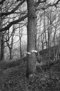 Picture of a tree with arms around it