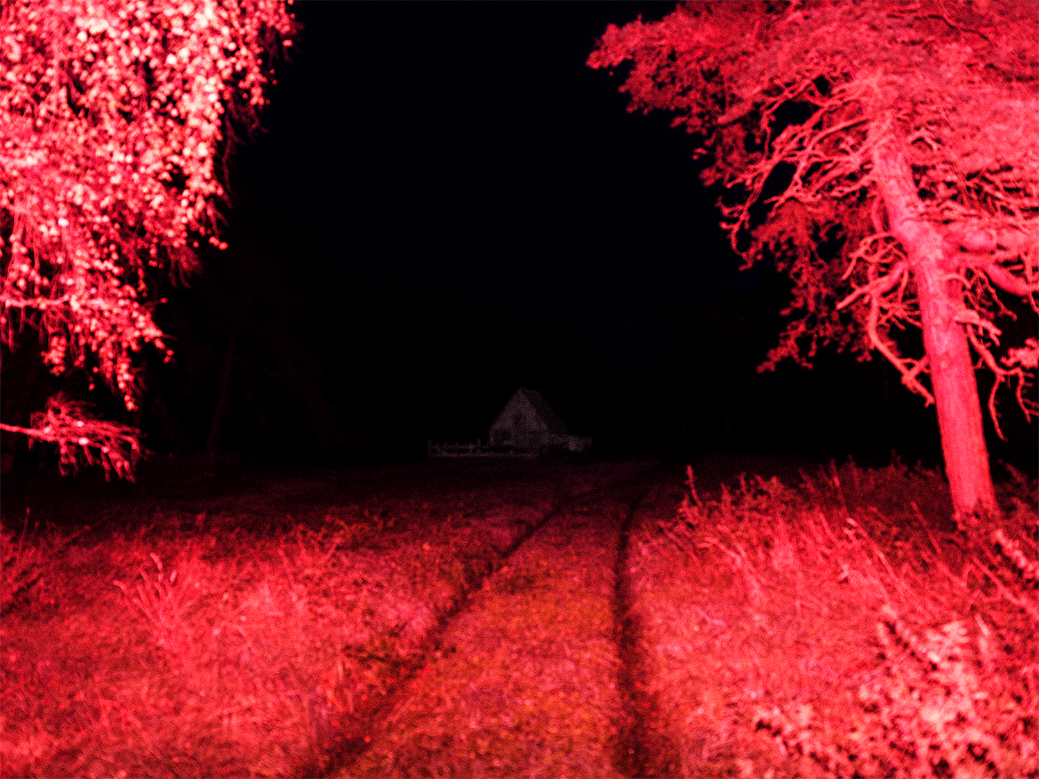 Out of focus abandoned house in the center of the image with lit up red grass and trees as foreground. Taken at night