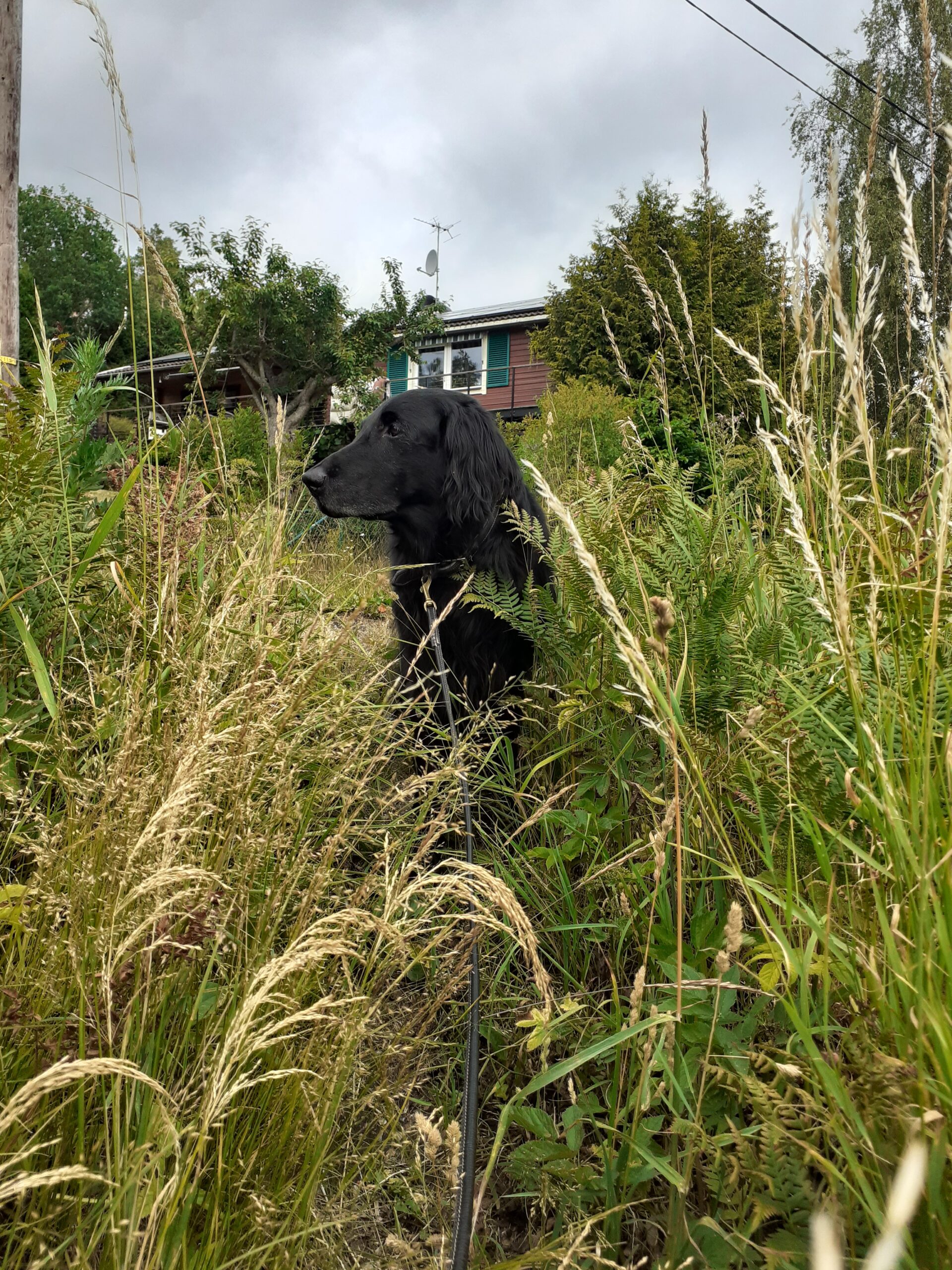 Snapshot of my old family dog, 2023